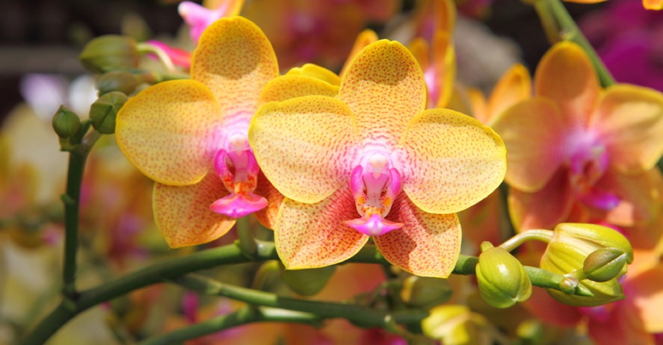 Wedding Flowers