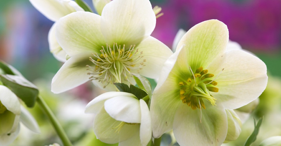 Wedding Flowers