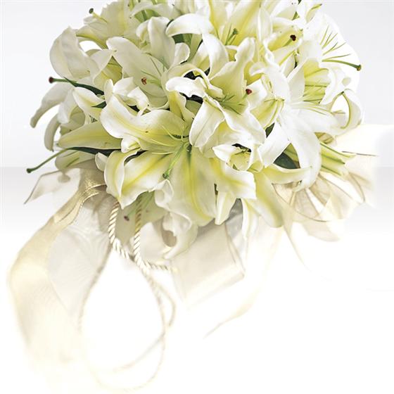Lily bridal clearance